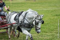 014 D102 - DRESSAGE -ATTELAGE LOUVRES - MARATHON - 28052017-ATE 2482 : 2017, 28 mAI 2017, Concours ATTELAGE 2017, D102, MARATHON, Obstacle 3