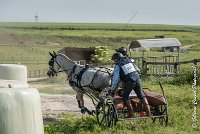 016 D104-ATTELAGE LOUVRES - MARATHON - 28052017-ATE 1776 : 2017, 28 mAI 2017, Concours ATTELAGE 2017, D104, MARATHON, Obstacle 3