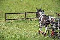 003D105 - MARATHON -ATTELAGE LOUVRES - MARATHON - 28052017-ATE 2351 : 2017, 28 mAI 2017, Concours ATTELAGE 2017, D105, MARATHON