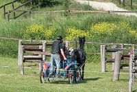 040 D106 -ATTELAGE LOUVRES - MARATHON - 28052017-ATE 1960 : 2017, 28 mAI 2017, Concours ATTELAGE 2017, D106, MARATHON, Obstacle 4