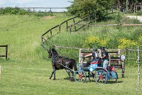 044 D106 -ATTELAGE LOUVRES - MARATHON - 28052017-ATE 1964 : 2017, 28 mAI 2017, Concours ATTELAGE 2017, D106, MARATHON, Obstacle 4