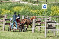 036 D107 -ATTELAGE LOUVRES - MARATHON - 28052017-ATE 1916 : 2017, 28 mAI 2017, Concours ATTELAGE 2017, D107, MARATHON, Obstacle 4