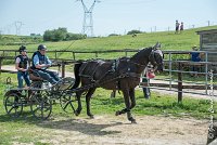 012D108- MARATHON -ATTELAGE LOUVRES - MARATHON - 28052017-ATE 2315 : 2017, 28 mAI 2017, Concours ATTELAGE 2017, D108, MARATHON, Obstacle 1