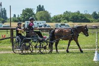 001 MANIABILITE - ATTELAGE - 27052017-ATE 1011 : 2017, 27 Mai 2017, Concours ATTELAGE 2017, D202, Maniabilité, P02