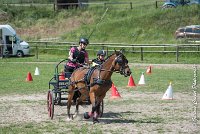 037 MANIABILITE - ATTELAGE - 27052017-ATE 1051 : 2017, 27 Mai 2017, Concours ATTELAGE 2017, D202, Maniabilité, P02