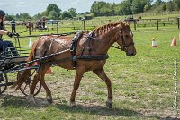 052 MANIABILITE - ATTELAGE - 27052017-ATE 1337 : 2017, 27 Mai 2017, Concours ATTELAGE 2017, D204, Maniabilité, P09