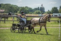 002 MANIABILITE - ATTELAGE - 27052017-ATE 1171 : 2017, 27 Mai 2017, Concours ATTELAGE 2017, D206, Maniabilité, P06