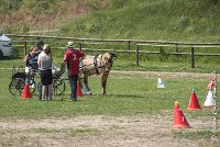012 MANIABILITE - ATTELAGE - 27052017-ATE 1181 : 2017, 27 Mai 2017, Concours ATTELAGE 2017, D206, Maniabilité, P06