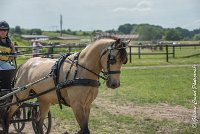 024 MANIABILITE - ATTELAGE - 27052017-ATE 1194 : 2017, 27 Mai 2017, Concours ATTELAGE 2017, D206, Maniabilité, P06