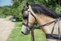 046 MANIABILITE - ATTELAGE - 27052017-ATE 1216 : 2017, 27 Mai 2017, Concours ATTELAGE 2017, D206, Maniabilité, P06