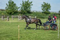 007 D302- MARATHON -ATTELAGE LOUVRES - MARATHON - 28052017-ATE 2038 : 2017, 28 mAI 2017, Concours ATTELAGE 2017, D302, MARATHON