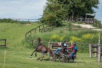 046D303 - MARATHON -ATTELAGE LOUVRES - MARATHON - 28052017-ATE 2200 : 2017, 28 mAI 2017, Concours ATTELAGE 2017, D303, MARATHON, Obstacle 4