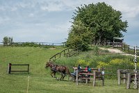 050D303 - MARATHON -ATTELAGE LOUVRES - MARATHON - 28052017-ATE 2204 : 2017, 28 mAI 2017, Concours ATTELAGE 2017, D303, MARATHON, Obstacle 4