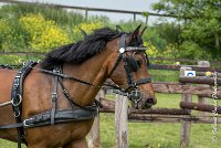 040 D402- MARATHON -ATTELAGE LOUVRES - MARATHON - 28052017-ATE 2543 : 2017, 28 mAI 2017, Concours ATTELAGE 2017, D402, MARATHON, Obstacle 4