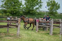 055 D402- MARATHON -ATTELAGE LOUVRES - MARATHON - 28052017-ATE 2558 : 2017, 28 mAI 2017, Concours ATTELAGE 2017, D402, MARATHON, Obstacle 4