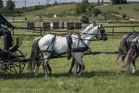 003 D501-DRESSAGE - ATTELAGE - 27052017-GAL 0575 : 2017, 27 Mai 2017, Concours ATTELAGE 2017, D501, DR07, Dressage