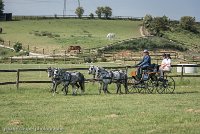 004 D501-DRESSAGE - ATTELAGE - 27052017-GAL 0577 : 2017, 27 Mai 2017, Concours ATTELAGE 2017, D501, DR07, Dressage