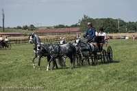 012 D501-DRESSAGE - ATTELAGE - 27052017-GAL 0705 : 2017, 27 Mai 2017, Concours ATTELAGE 2017, D501, DR07, Dressage