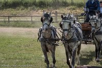 014 D501-DRESSAGE - ATTELAGE - 27052017-GAL 0751 : 2017, 27 Mai 2017, Concours ATTELAGE 2017, D501, DR07, Dressage