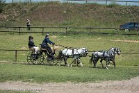 033 D501-DRESSAGE - ATTELAGE - 27052017-GAL 0770 : 2017, 27 Mai 2017, Concours ATTELAGE 2017, D501, DR07, Dressage