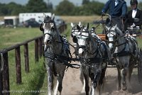 059 D501-DRESSAGE - ATTELAGE - 27052017-GAL 0797 : 2017, 27 Mai 2017, Concours ATTELAGE 2017, D501, DR07, Dressage