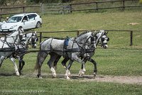 072 D501-DRESSAGE - ATTELAGE - 27052017-GAL 0810 : 2017, 27 Mai 2017, Concours ATTELAGE 2017, D501, DR07, Dressage