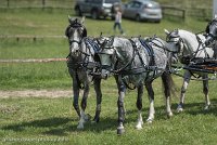 074 D501-DRESSAGE - ATTELAGE - 27052017-GAL 0817 : 2017, 27 Mai 2017, Concours ATTELAGE 2017, D501, DR07, Dressage