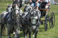 076 D501-DRESSAGE - ATTELAGE - 27052017-GAL 0819 : 2017, 27 Mai 2017, Concours ATTELAGE 2017, D501, DR07, Dressage