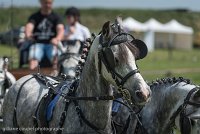 077 D501-DRESSAGE - ATTELAGE - 27052017-GAL 0820 : 2017, 27 Mai 2017, Concours ATTELAGE 2017, D501, DR07, Dressage