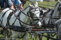 078 D501-DRESSAGE - ATTELAGE - 27052017-GAL 0821 : 2017, 27 Mai 2017, Concours ATTELAGE 2017, D501, DR07, Dressage