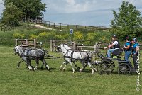 011 D501-ATTELAGE LOUVRES - MARATHON - 28052017-ATE 2181 : 2017, 28 mAI 2017, Concours ATTELAGE 2017, D501, MARATHON, Obstacle 2