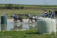 025 D501-ATTELAGE LOUVRES - MARATHON - 28052017-ATE 2219 : 2017, 28 mAI 2017, Concours ATTELAGE 2017, D501, MARATHON, Obstacle 3