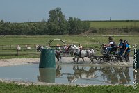 027 D501-ATTELAGE LOUVRES - MARATHON - 28052017-ATE 2221 : 2017, 28 mAI 2017, Concours ATTELAGE 2017, D501, MARATHON, Obstacle 3