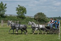 051 D501-ATTELAGE LOUVRES - MARATHON - 28052017-ATE 2246 : 2017, 28 mAI 2017, Concours ATTELAGE 2017, D501, MARATHON, Obstacle 4