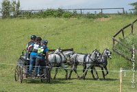 057 D501-ATTELAGE LOUVRES - MARATHON - 28052017-ATE 2255 : 2017, 28 mAI 2017, Concours ATTELAGE 2017, D501, MARATHON, Obstacle 4