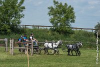 060 D501-ATTELAGE LOUVRES - MARATHON - 28052017-ATE 2258 : 2017, 28 mAI 2017, Concours ATTELAGE 2017, D501, MARATHON, Obstacle 4