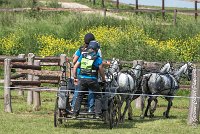 063 D501-ATTELAGE LOUVRES - MARATHON - 28052017-ATE 2262 : 2017, 28 mAI 2017, Concours ATTELAGE 2017, D501, MARATHON, Obstacle 4