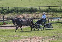 002 P02-DRESSAGE - ATTELAGE - 27052017-GAL 0583 : 2017, 27 Mai 2017, Concours ATTELAGE 2017, DR02, Dressage