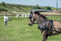 005 P02-DRESSAGE - ATTELAGE - 27052017-GAL 0595 : 2017, 27 Mai 2017, Concours ATTELAGE 2017, DR02, Dressage