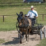 022 P02-DRESSAGE - ATTELAGE - 27052017-GAL 0642 : 2017, 27 Mai 2017, Concours ATTELAGE 2017, DR02, Dressage