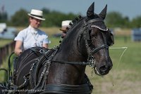 005 P03-DRESSAGE - ATTELAGE - 27052017-GAL 0662 : 2017, 27 Mai 2017, Concours ATTELAGE 2017, DR03, Dressage