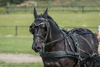 008 P03-DRESSAGE - ATTELAGE - 27052017-GAL 0666 : 2017, 27 Mai 2017, Concours ATTELAGE 2017, DR03, Dressage