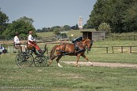 020 P05-DRESSAGE - ATTELAGE - 27052017-GAL 0730 : 2017, 27 Mai 2017, Concours ATTELAGE 2017, DR06, Dressage