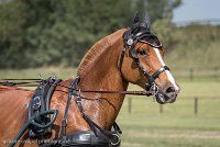 027 P05-DRESSAGE - ATTELAGE - 27052017-GAL 0737 : 2017, 27 Mai 2017, Concours ATTELAGE 2017, DR06, Dressage