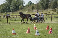 002 P11-MANIABILITE- ATTELAGE - 27052017-ATE 1386 : 2017, 27 Mai 2017, Concours ATTELAGE 2017, Maniabilité, P11