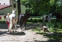 001 ECURIES LA GARENNE - FORET -GAL 0092 : 2017, 25 Mai 2017, Les écuries de la Garenne, Sortie forêt de Chantilly