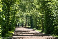 022 ECURIES LA GARENNE - FORET -GAL 0139 : 2017, 25 Mai 2017, GALOP, Les écuries de la Garenne, Sortie forêt de Chantilly