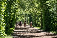 024 ECURIES LA GARENNE - FORET -GAL 0141 : 2017, 25 Mai 2017, GALOP, Les écuries de la Garenne, Sortie forêt de Chantilly