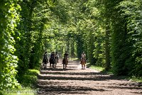 025 ECURIES LA GARENNE - FORET -GAL 0142 : 2017, 25 Mai 2017, GALOP, Les écuries de la Garenne, Sortie forêt de Chantilly