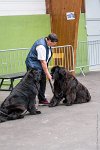 021-Nos animaux nous parlent--07052017 Etoiles de Louvres - -AGI 1156 : 07 Mai 2017, 2017, LES ETOILES DE LOUVRES, NOS ANIMAUX NOUS PARLENT